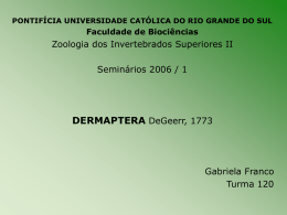 Dermaptera-Gabriela