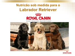 palestra royal canin - ração especifica labrador