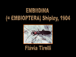 Embiidina-Flavia