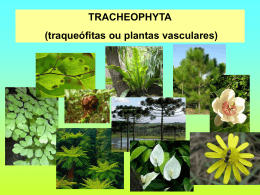 Tracheophyta (traqueófitas ou plantas vasculares)