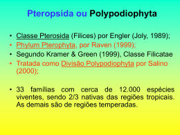 Pteropsida ou Polypodiophyta