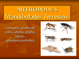 ARTRÓPODES insetos