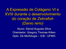 A Expressão de Colágeno VI e XVIII durante o desenvolvimento do