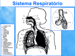 Sistema Respiratório Sistema Respiratório Sistema Respiratório