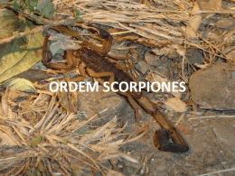 ORDEM Scorpiones Pseudo Opiliones