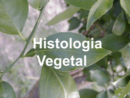 HISTOLOGIA_VEGETAL_TECIDOS