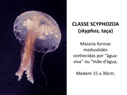 Classe Scyphozoa