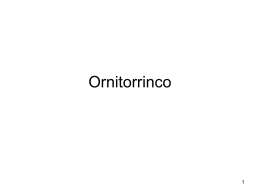 Ornitorrinco