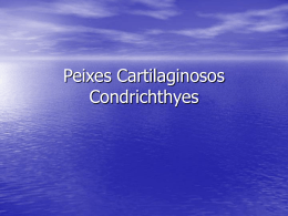 123404040914_Peixes_Cartilaginosos