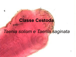 CLASSE CESTODA Taenia solium e Taenia saginata