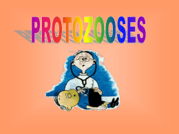 Protozooses - Colégio Machado de Assis