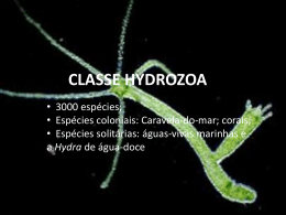 Classe Hydrozoa