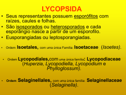 Lycopsida - Apresentação
