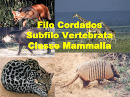 Classe Mammalia