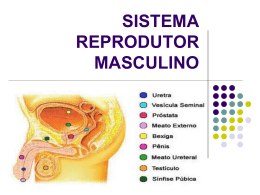 Sistema reprodutor masc. e feme..