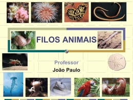 FILOS ANIMAIS Professor João Paulo FILO PORIFERA