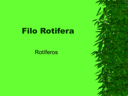 filo_rotifera_e_gastrotricha