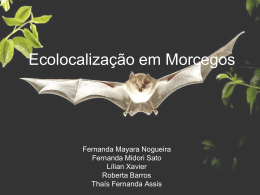 Ecolocalização em Morcegos