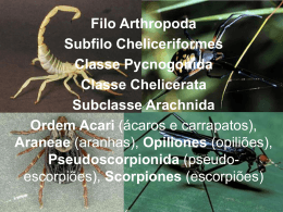Subfilo Cheliceriformes Ordem Aranae Acari