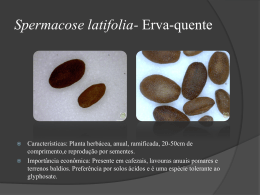 Spermacose-latifolia-Erva-quente
