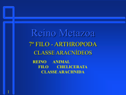 7_Filo_Artropoda_Aracnideo