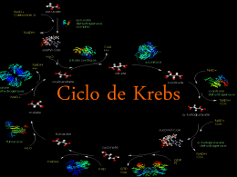 Bioquímica, Ciclo de Krebs