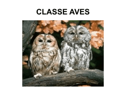 CLASSE AVES