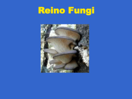 Fungi reino