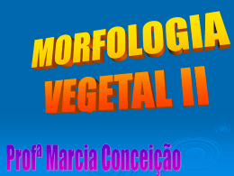 Morfologia-Vegetal-2