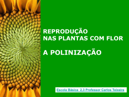 Polinização / Reprodução das PLANTAS