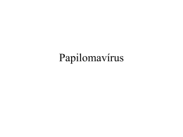 Aula 6 - Papilomavírus
