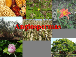 Angiospermas “semente na urna”