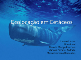 Ecolocação em Cetáceos