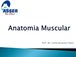 Anatomia Muscular Esquelética