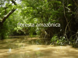 Floresta amazônica - escolafilintomuller