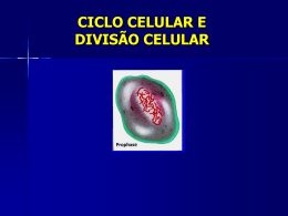 Ciclo Celular e Divisão Celular (Mitose e Meiose)