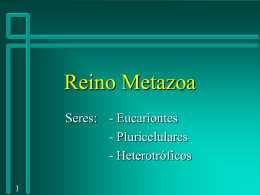 Reino Metazoa