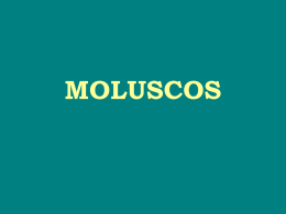 Moluscos - Cefalópodes