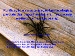 Lycosa erythrognatha