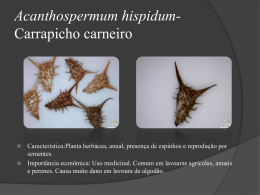 Acanthospermun-hispidum-Carrapicho