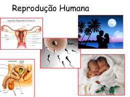 Sistema reprodutor Masculino
