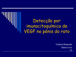 Detecção do VEGF no pénis do rato por imunocitoquímica