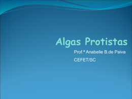 Algas Protistas - IF