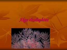 Alga rhodophita Rhodophyta