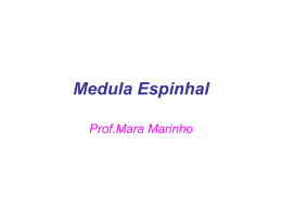 Medula Espinhal