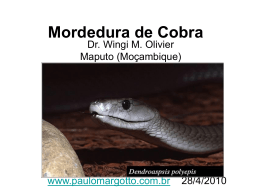 Mordedura de Cobra - Paulo Roberto Margotto