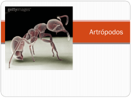 Artrópodos - Comunidades.net