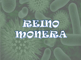 REINO MONERA