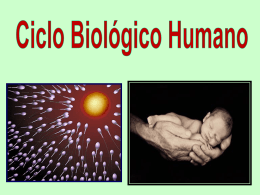 Sistema Reprodutor Humano