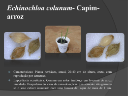 Echinochloa-colunum-Capim-arroz